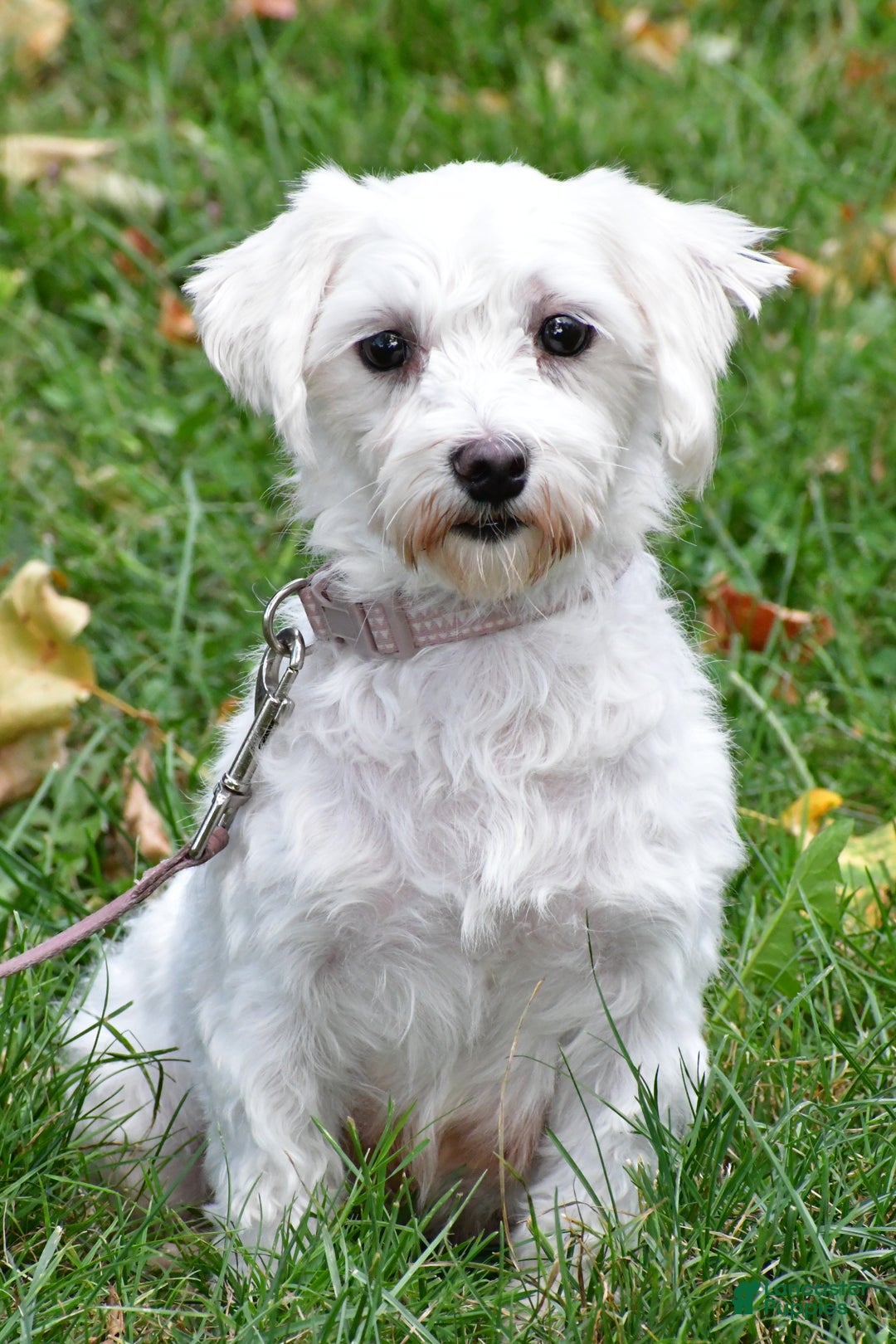 Maltese dogs for sale: Angie - Ad 7