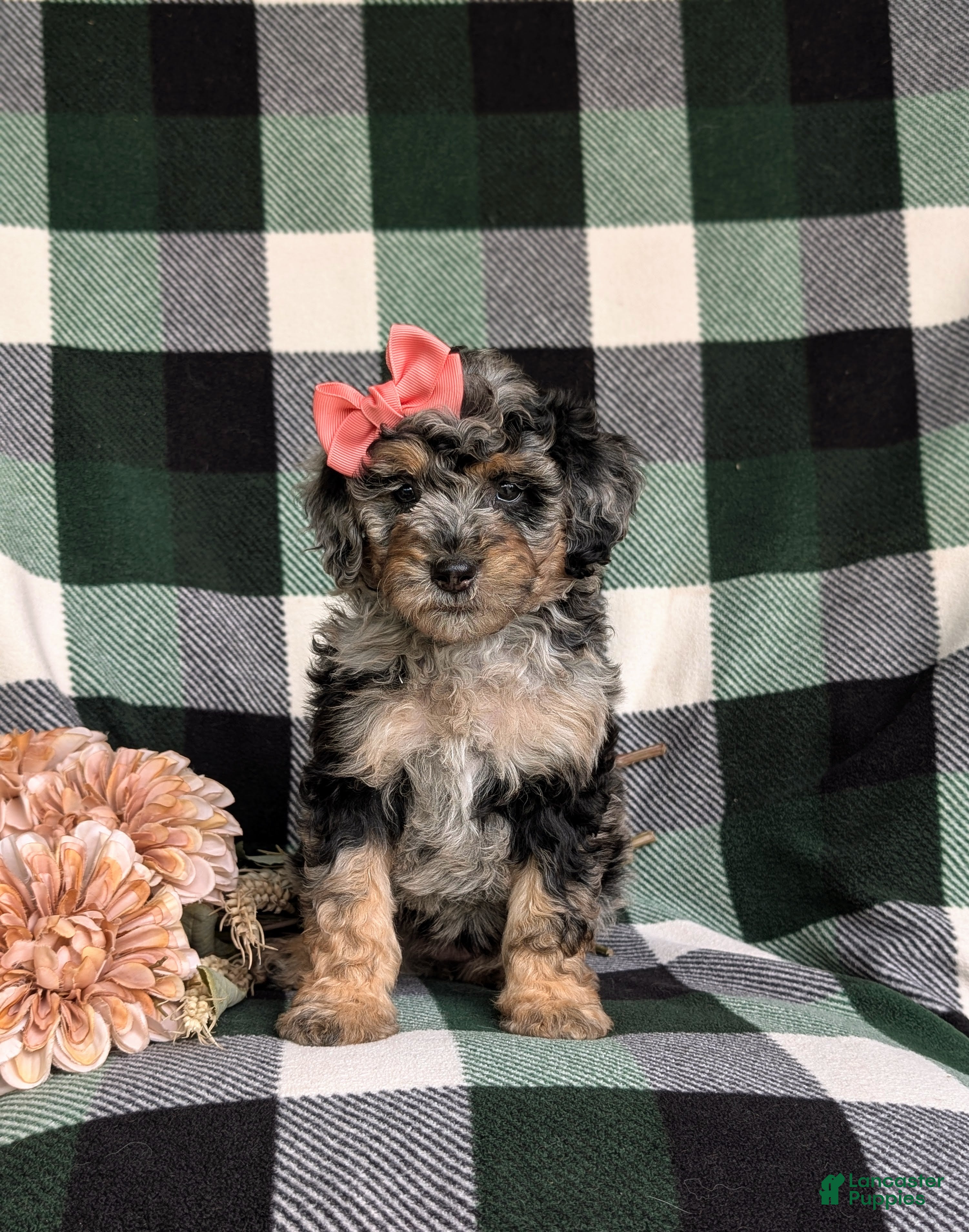 Mini Bernedoodle dogs Sadie Hypoallergenic - Ad 1