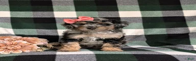 Sadie Hypoallergenic