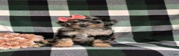Mini Bernedoodle dogs for sale: Sadie Hypoallergenic - Ad 1