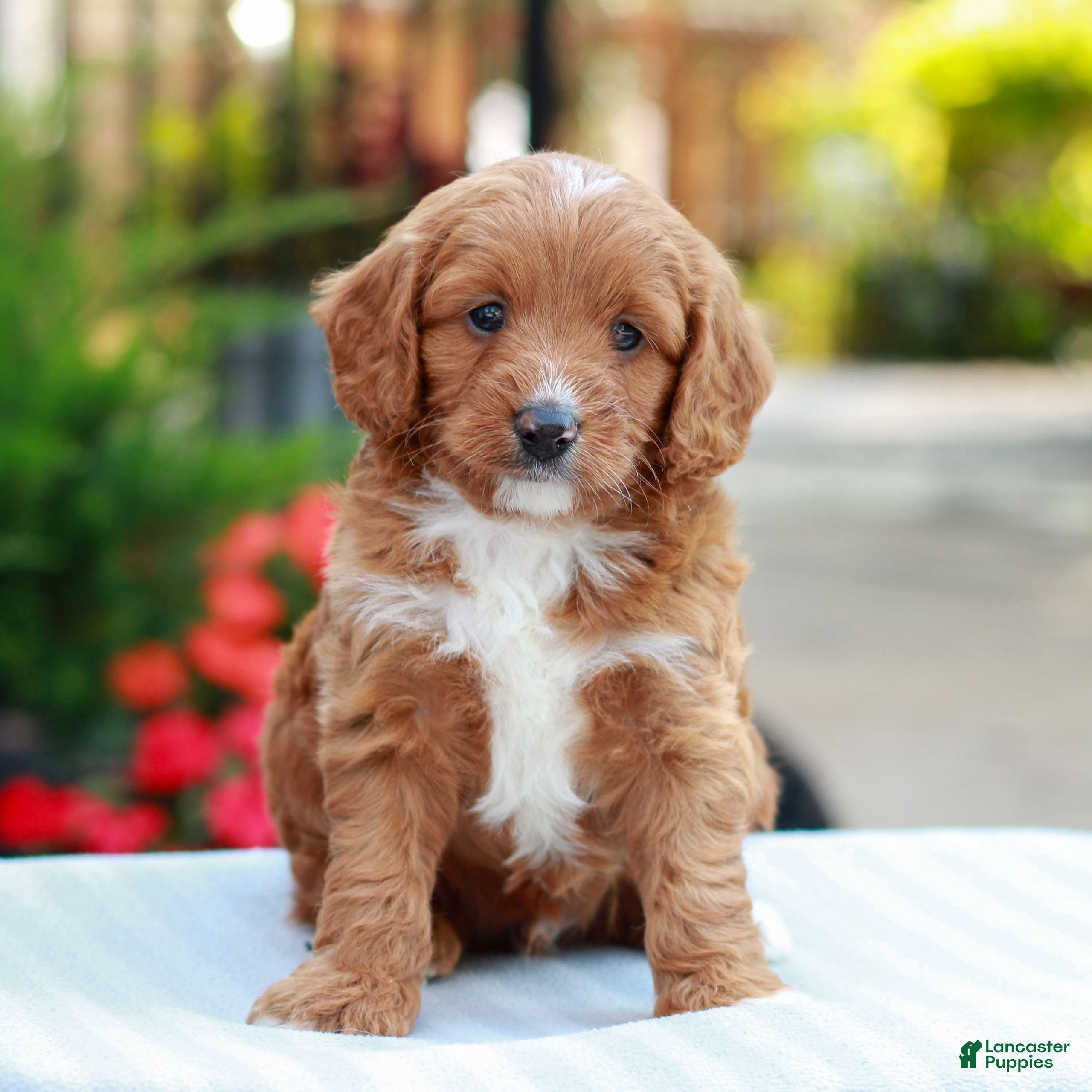 Cavapoo dogs Ethan  - Ad 1