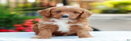 Cavapoo dogs for sale: Ethan  - Ad 1