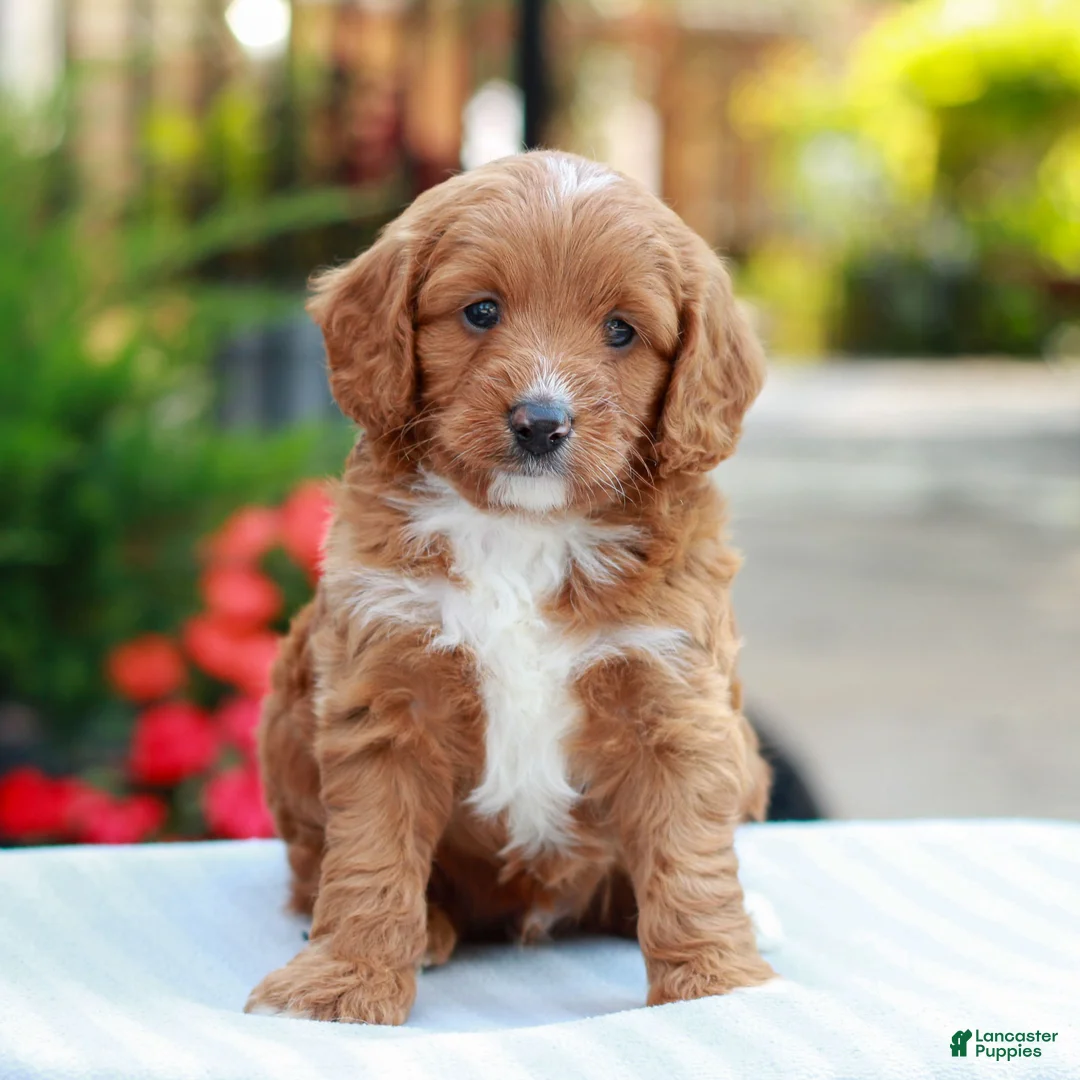 Cavapoo dogs for sale: Ethan  - Ad 1