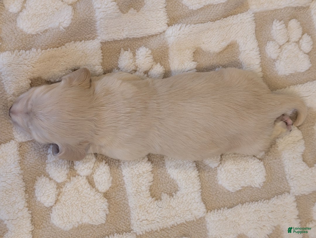 Miniature Dachshund dogs for sale: Miniature Dachshund Puppy 1 - Ad 4