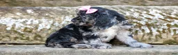 Cocker Spaniel dogs for sale: Bella 🐶💗 - Ad 12