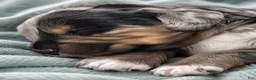 Bernedoodle dogs for sale: Pluto - Ad 4