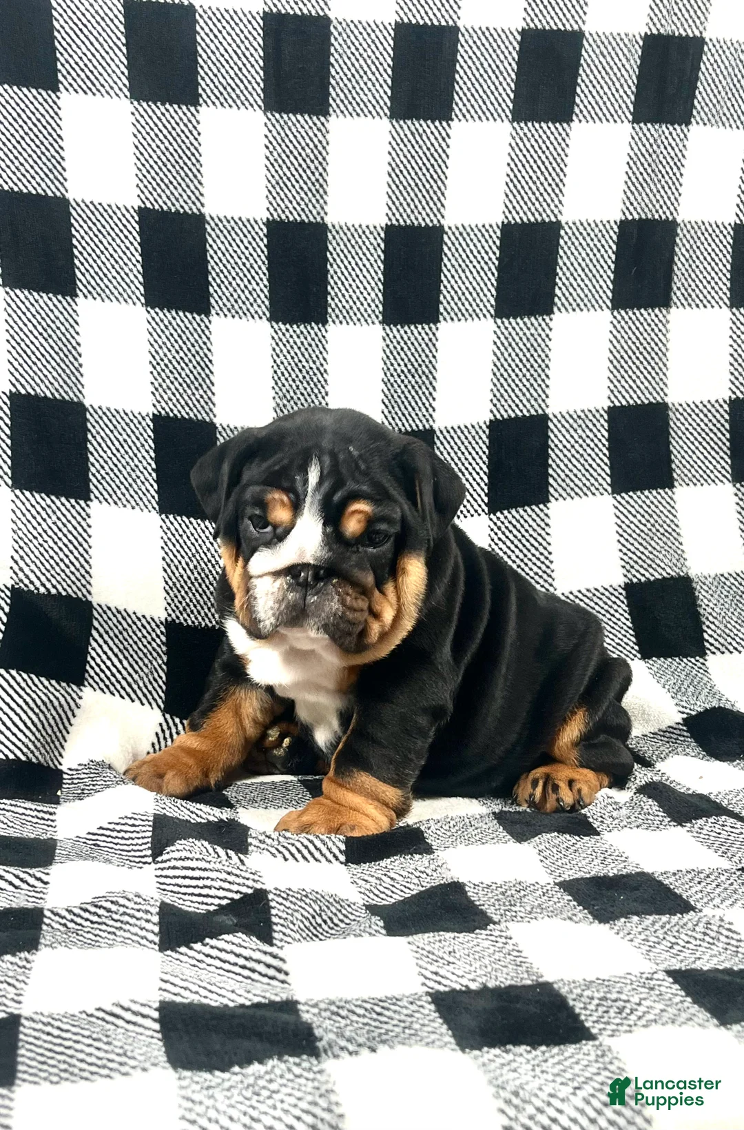 English Bulldog dogs for sale: Mabel - Ad 1