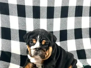 English Bulldog dogs Mabel - Ad 24