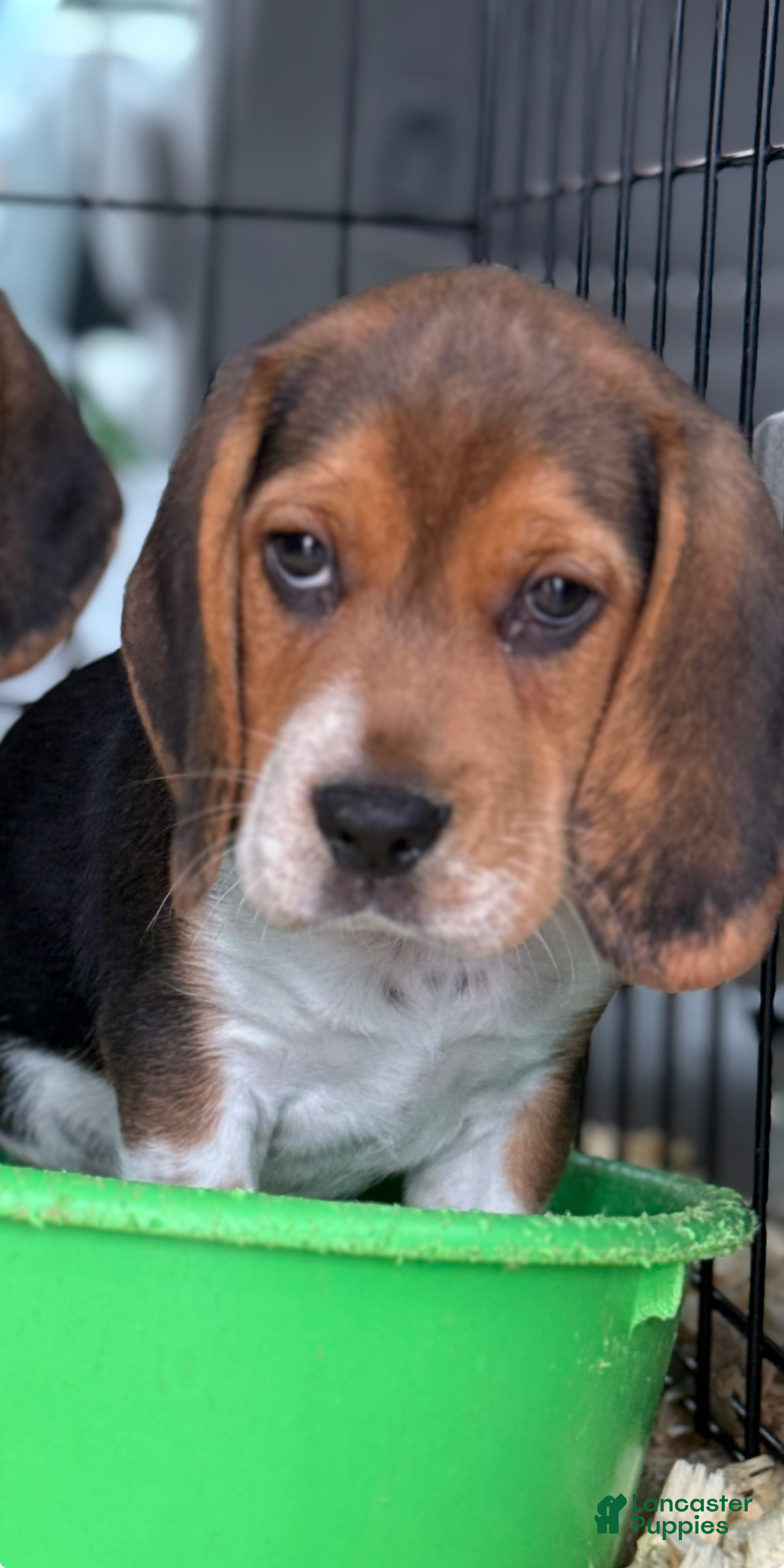 Beagle dogs Sparky - Ad 2