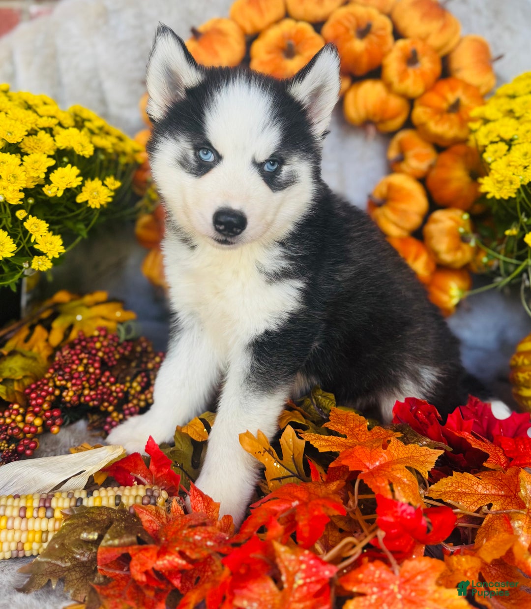 Siberian Husky dogs for sale: Siberian Husky Puppy 3 - Ad 4