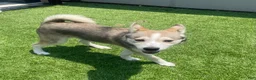 Alaskan Klee Kai dogs for sale: Vermithor (The Bronze Fury) - Ad 14