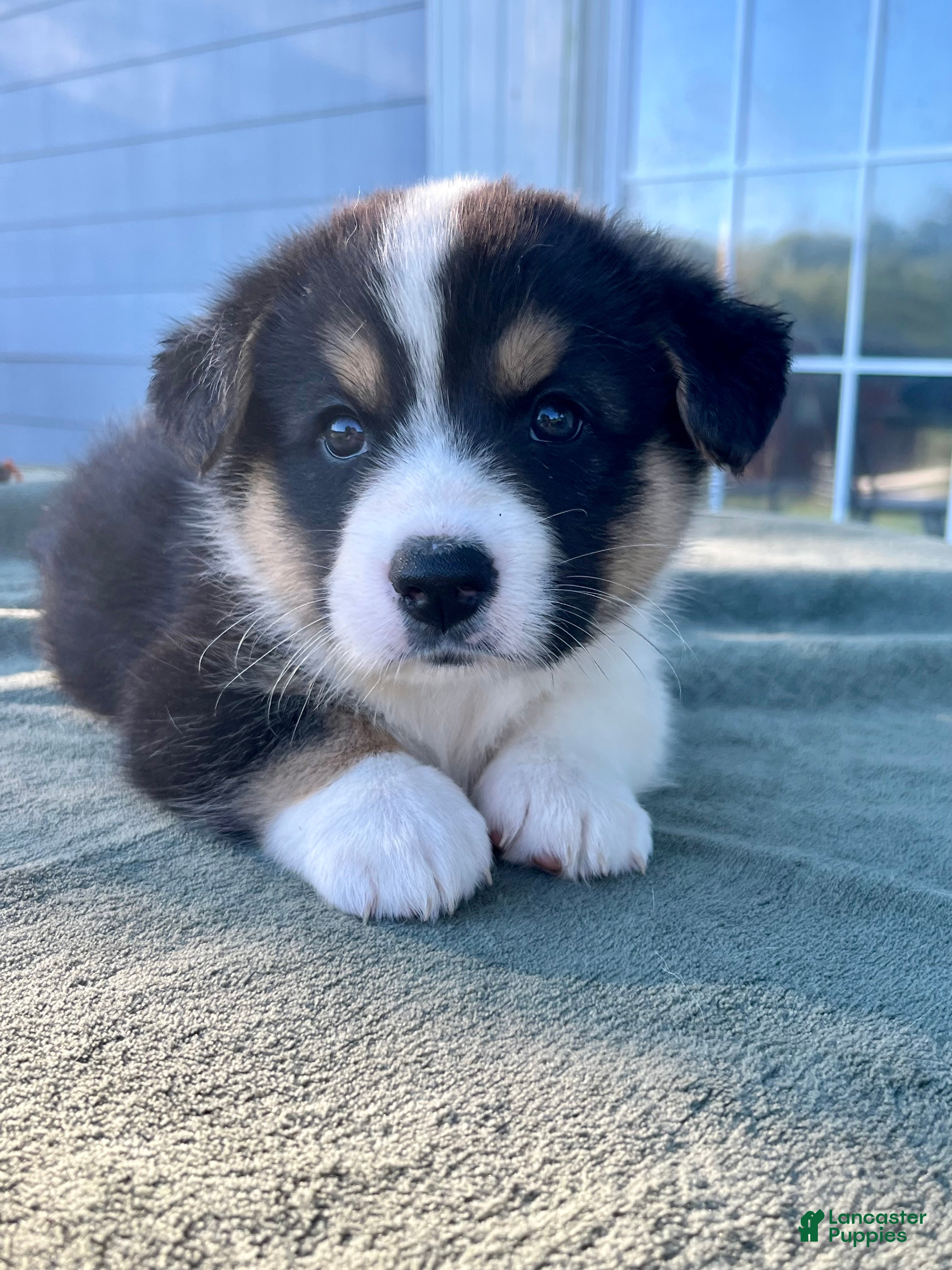 Welsh Corgi Cardigan dogs Boone - Ad 2