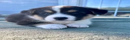 Welsh Corgi Cardigan dogs for sale: Boone - Ad 1