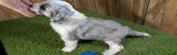 Mini Aussiedoodle dogs for sale: Sunset Boy 1 - Ad 4