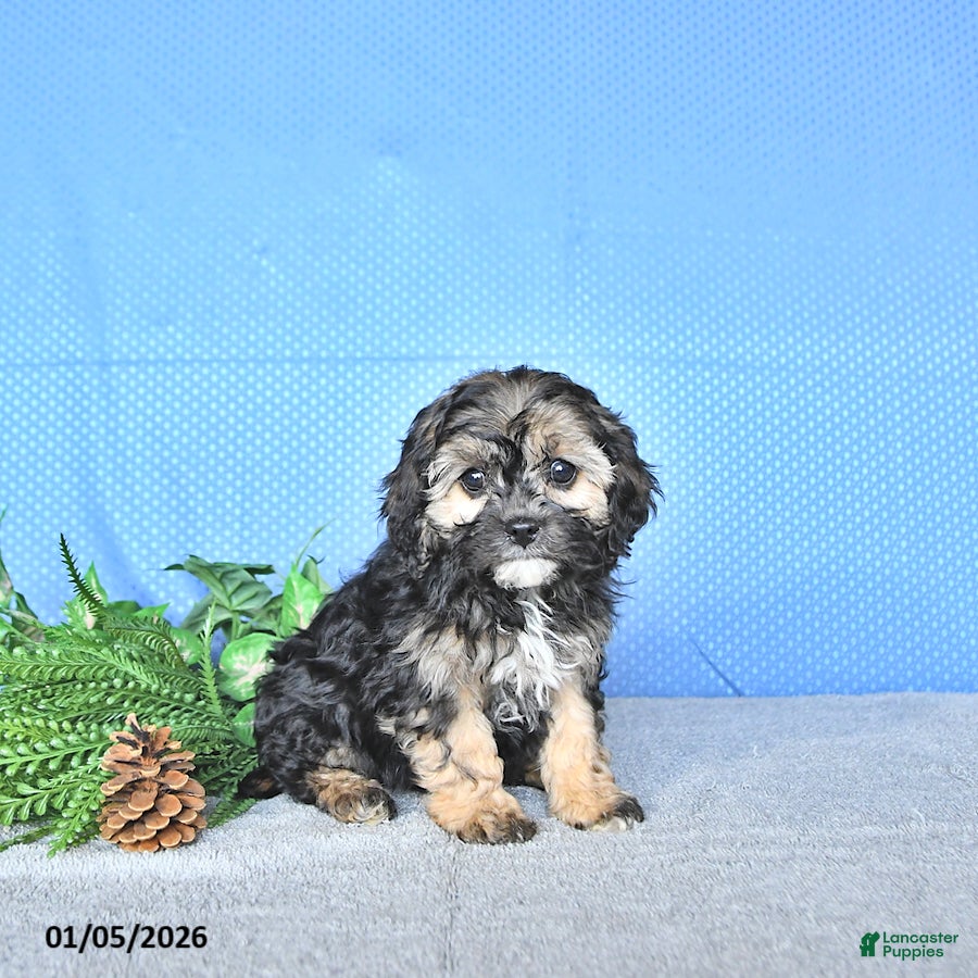 Cavapoo dogs Reese - Ad 25