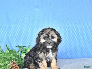 Cavapoo dogs Reese - Ad 25
