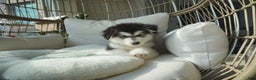 Alaskan Malamute dogs for sale: Xiao Hong - Ad 9