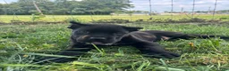 Cane Corso dogs for sale: Bear - Ad 4