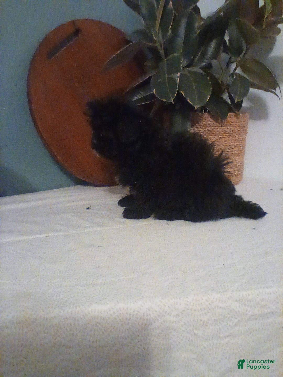 Shih Tzu dogs for sale: Shih Tzu Puppy 2 - Ad 4