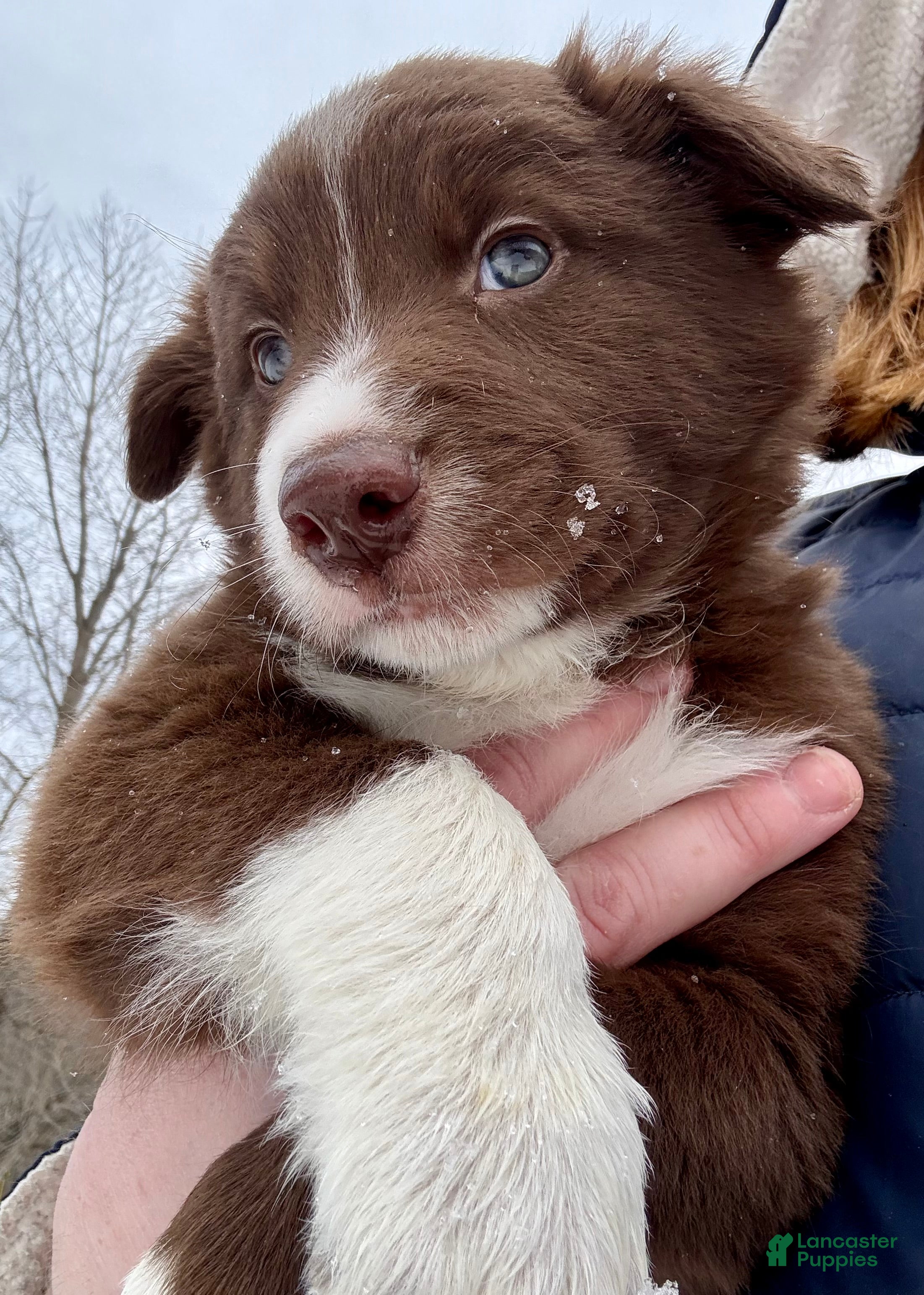 Border Collie dogs Rubble - Ad 31