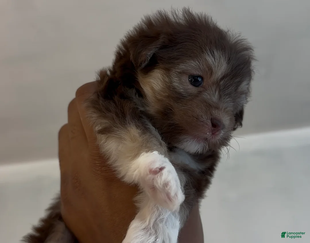 Shorkie dogs for sale: Shorkie Puppy 1 - Ad 9