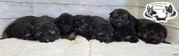 German Shepherd dogs for sale: Skye  - Ad 4
