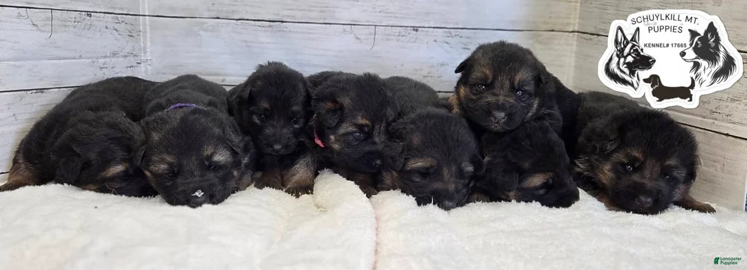 German Shepherd dogs for sale: Skye  - Ad 4