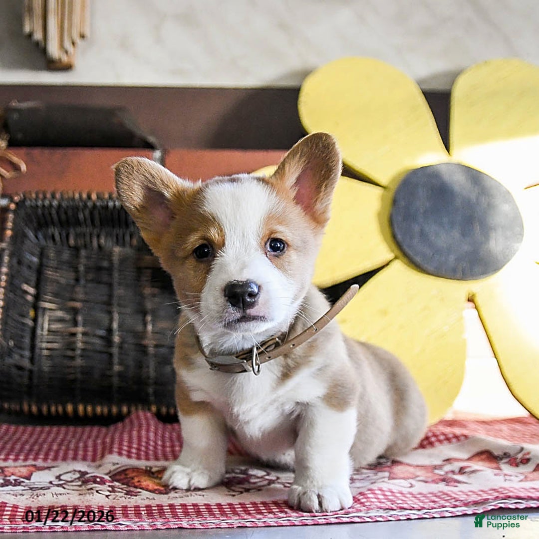 Welsh Corgi Pembroke dogs for sale: Diggy - Ad 3