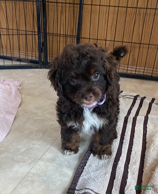 Cavapoo dogs Lilac- small - Ad 2