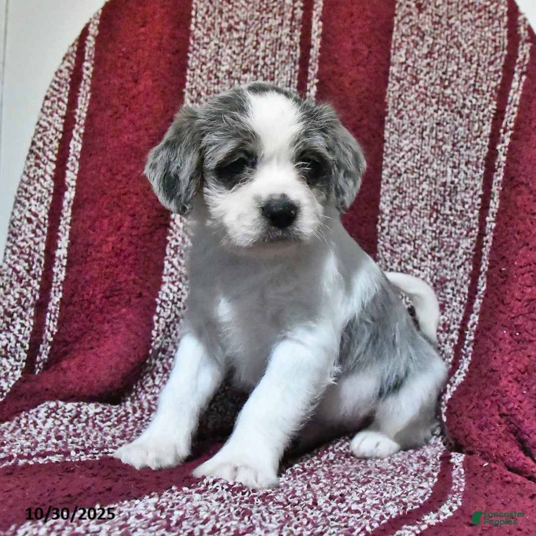 Mixed Breed dogs for sale: Buckeye - Ad 8