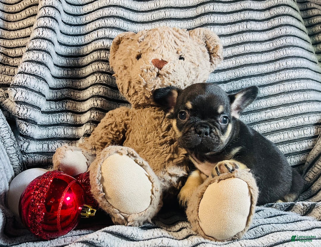 French Bulldog dogs for sale: Chloe  - Ad 4