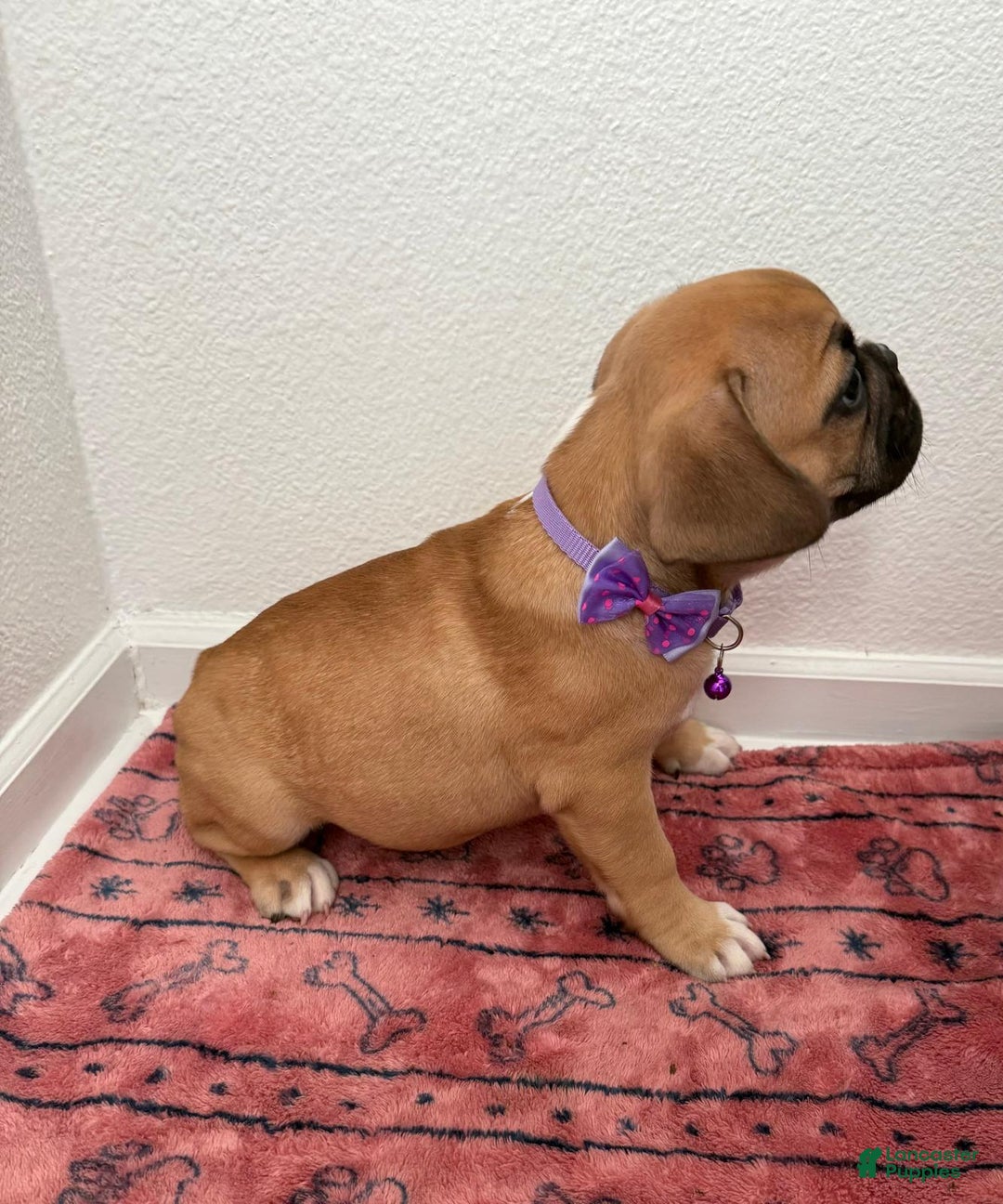 French Bulldog dogs for sale: Bom Bom - Ad 2