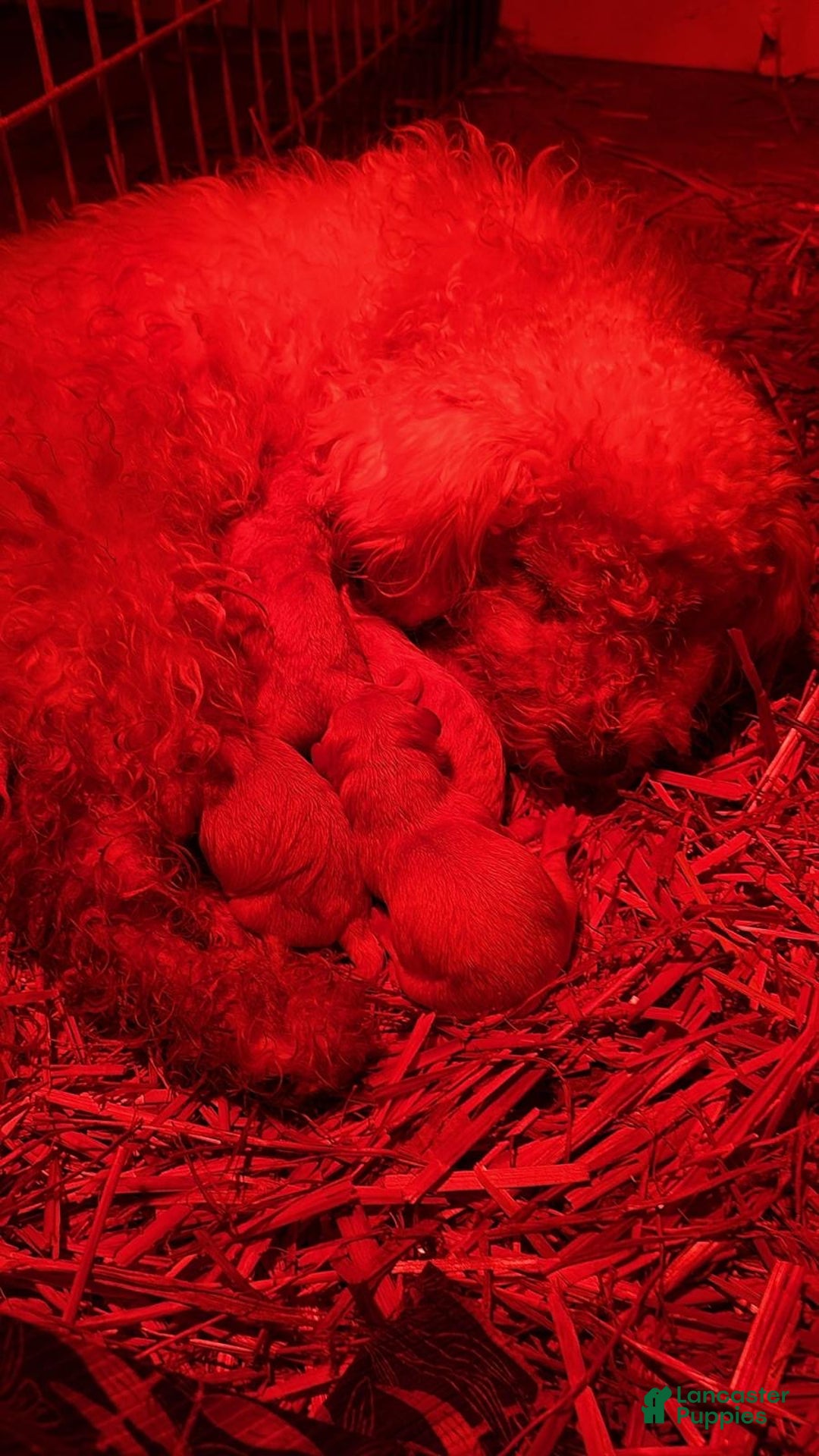 Bichpoo dogs for sale: Bichpoo Puppy 4 - Ad 5