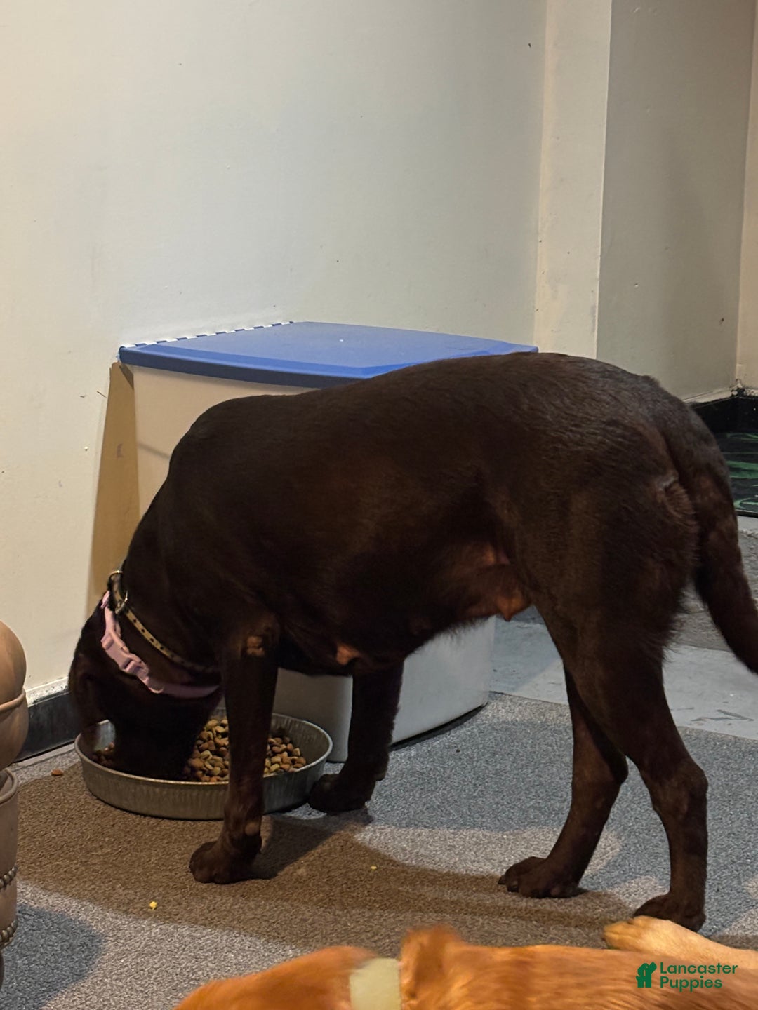 Labrador Retriever dogs for sale: Labrador Retriever Puppy 1 - Ad 2