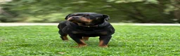 Rottweiler dogs for sale: Rottweiler 1 - Ad 8