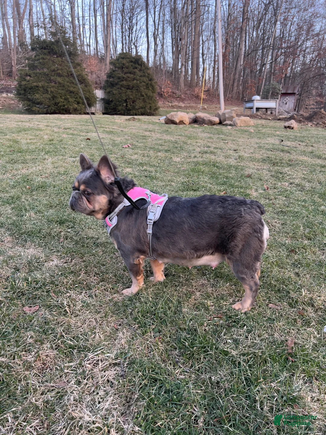 French Bulldog dogs for sale: French Bulldog Puppy 4 - Ad 6