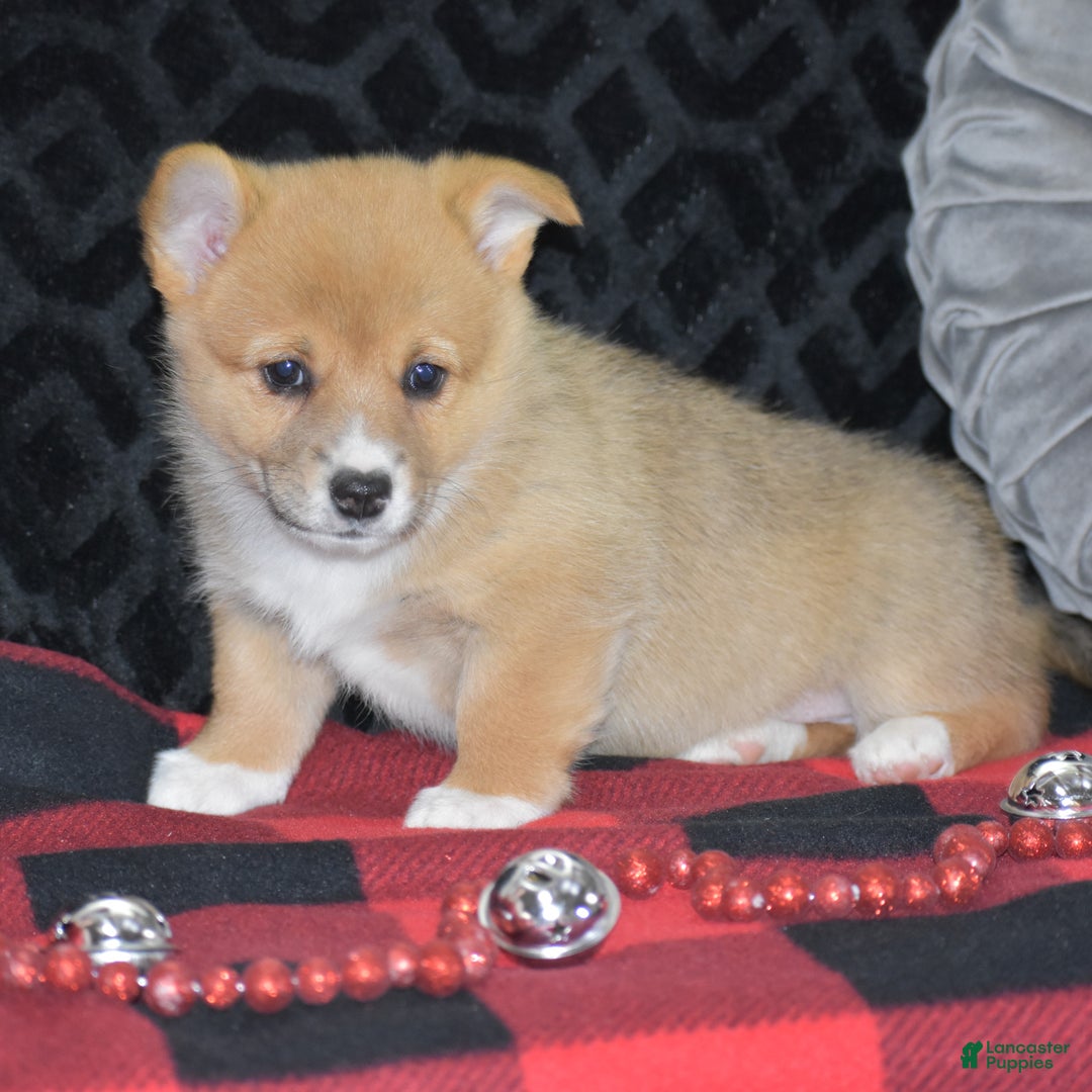 Welsh Corgi Pembroke dogs for sale: Mia - Ad 11