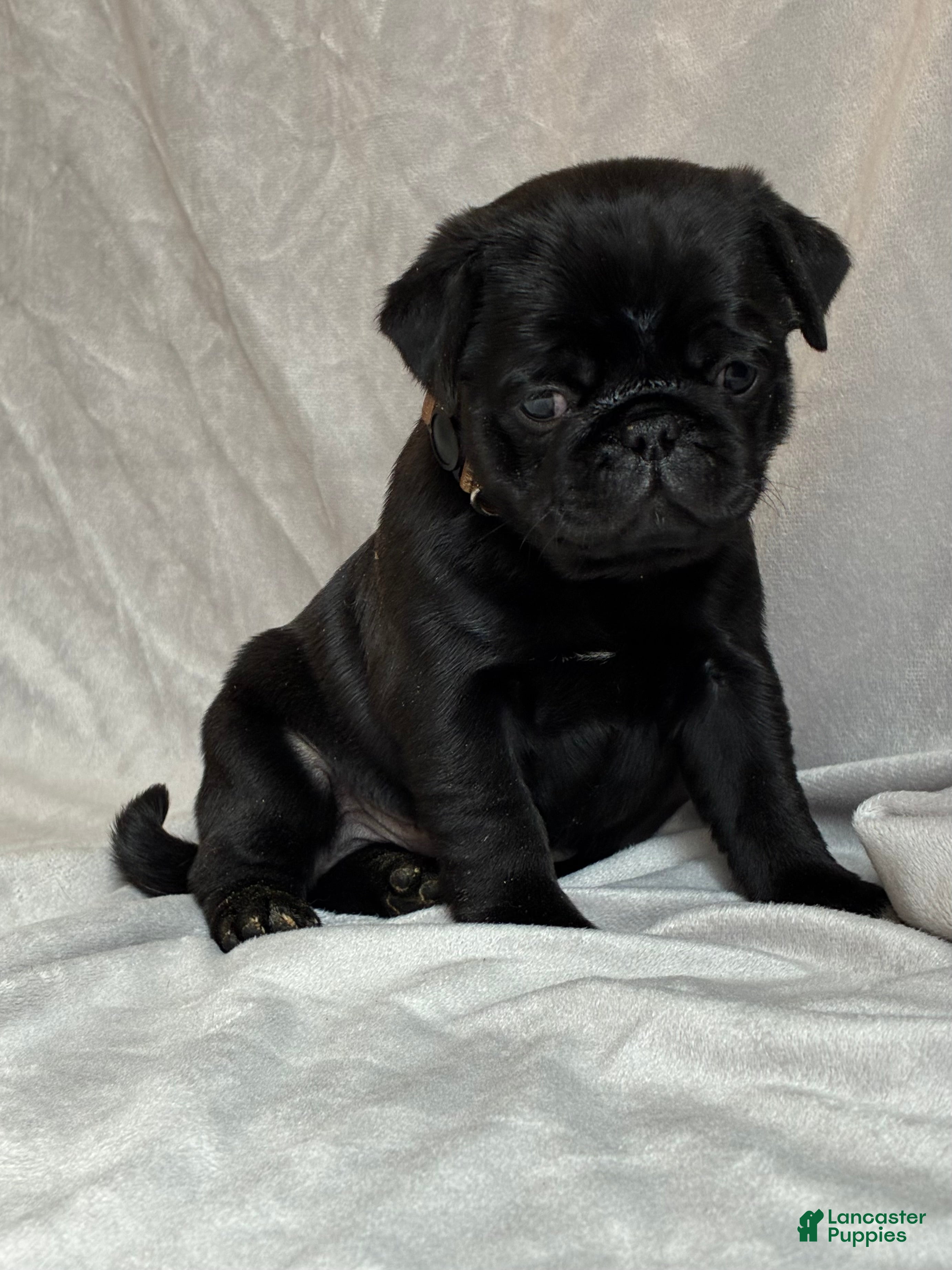 Pug dogs Hunter - Ad 2