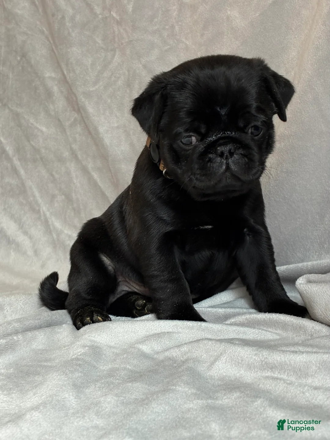 Pug dogs for sale: Hunter - Ad 2