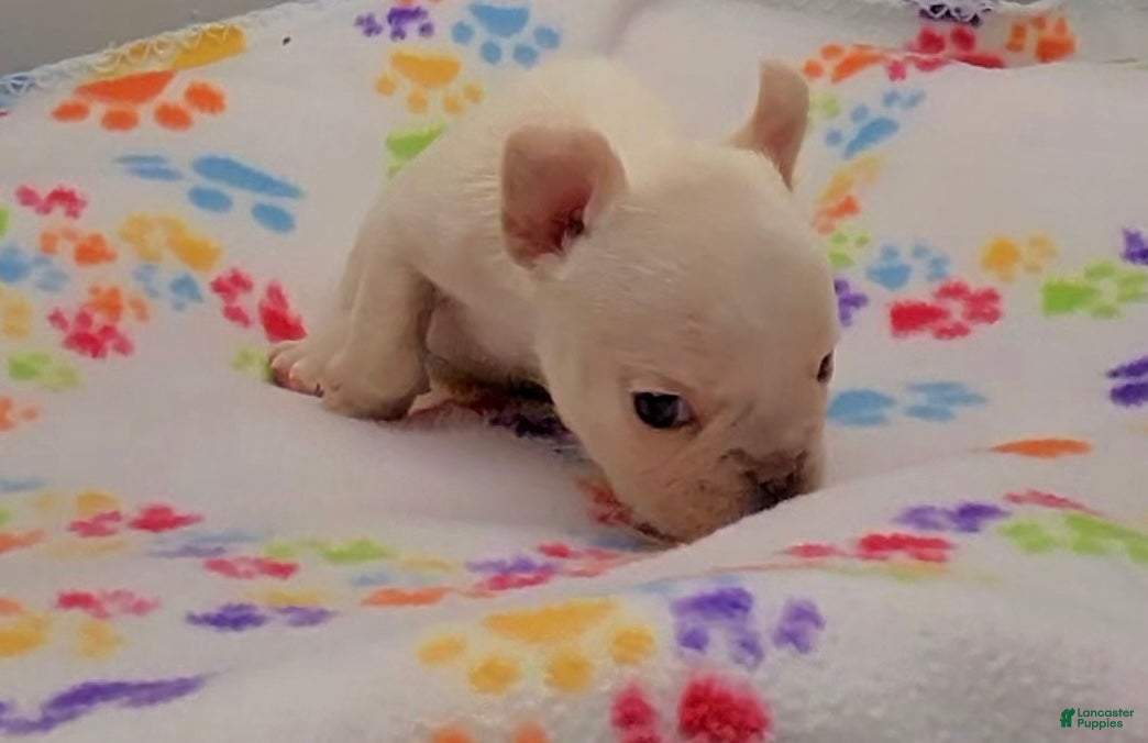 French Bulldog dogs French Bulldog 2 - Ad 1