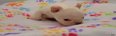 French Bulldog 2