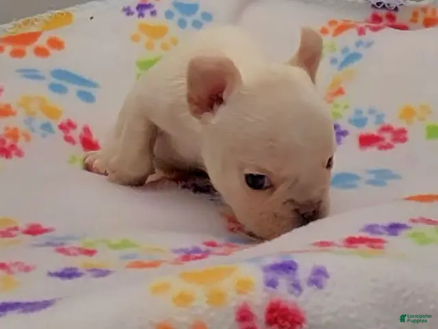 French Bulldog dogs for sale: French Bulldog 2 - Ad 1