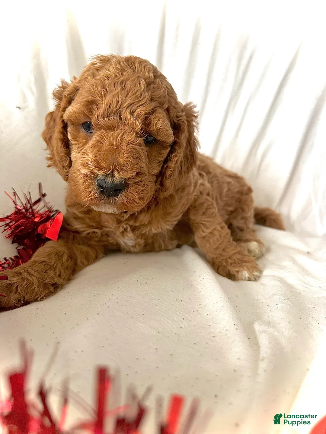 Irish Doodle dogs for sale: Eve-In home raised - Ad 3