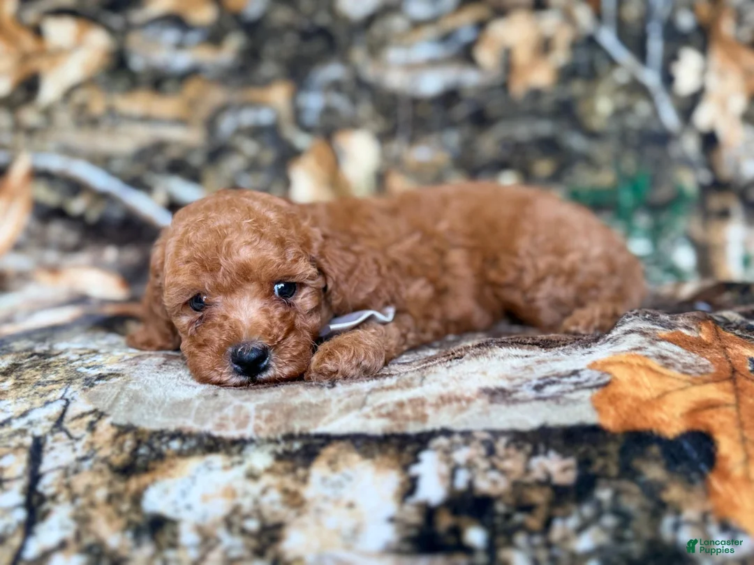 Cavapoo dogs for sale: Landon - Ad 2