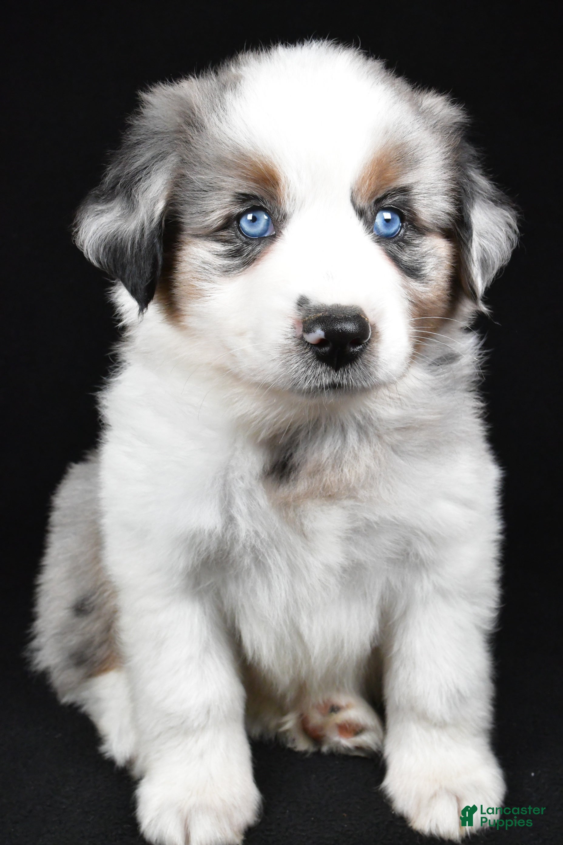 Miniature Australian Shepherd dogs Archie - Ad 2