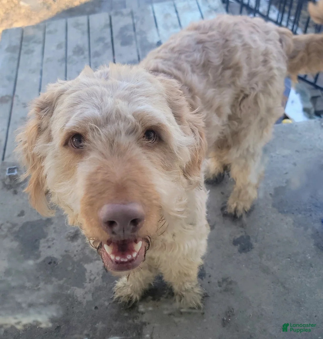 Double Doodle dogs for sale: Double Doodle Puppy 6 - Ad 4