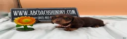 Miniature Dachshund dogs for sale: Champion Russian line - Ad 2