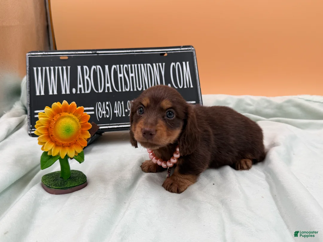 Miniature Dachshund dogs for sale: Champion Russian line - Ad 2