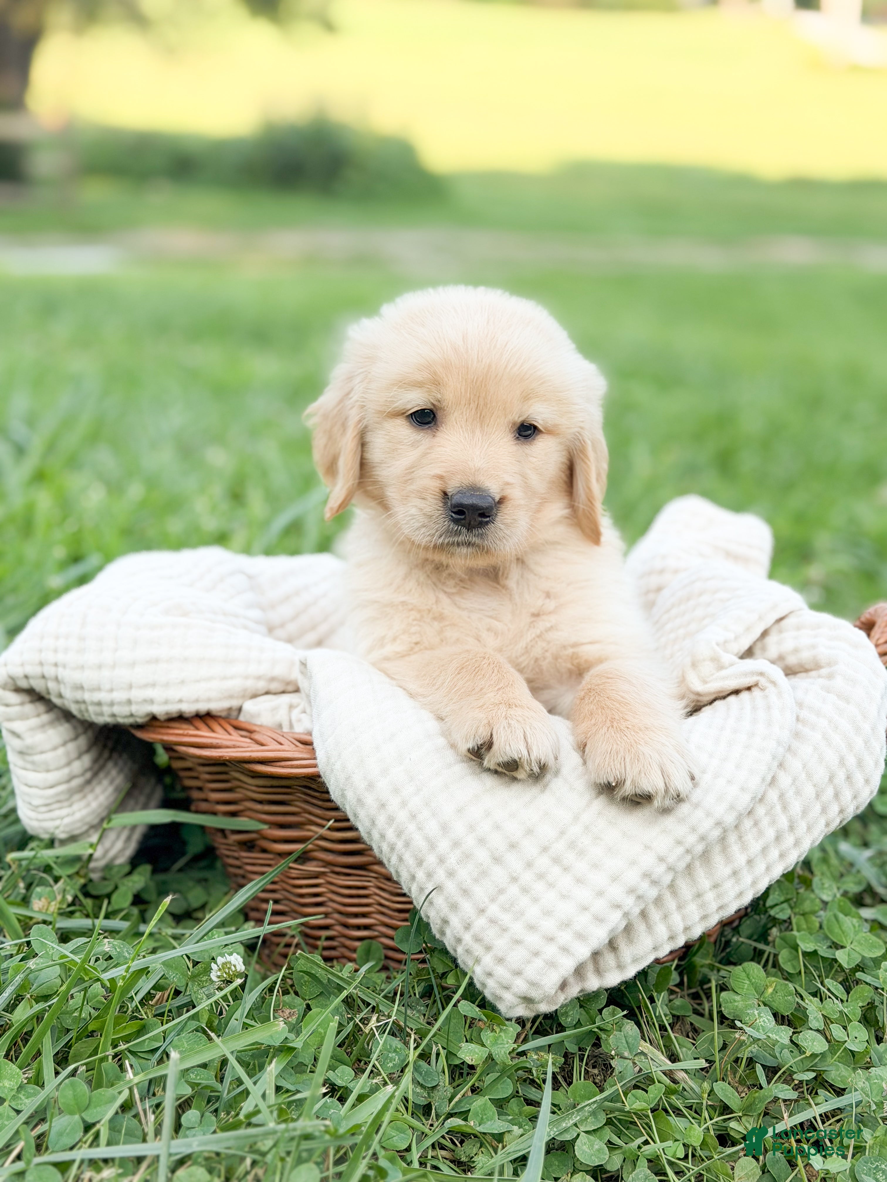 Golden Retriever dogs Roan - Ad 10