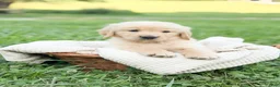 Golden Retriever dogs for sale: Roan - Ad 1